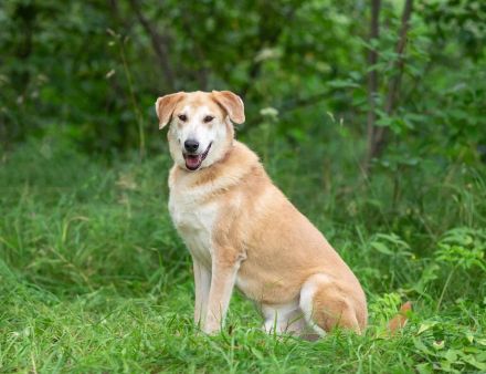 Ulan, weiches Herz wartet auf einen tollen Besitzer