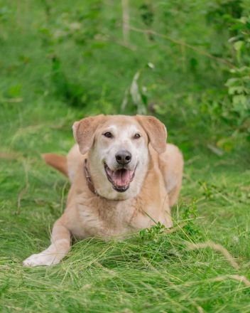 Ulan, weiches Herz wartet auf einen tollen Besitzer
