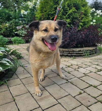 Mukhtar auf drei beinen durchs leben