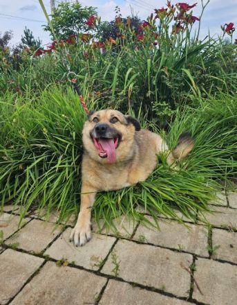 Mukhtar auf drei beinen durchs leben