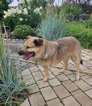 Mukhtar auf drei beinen durchs leben