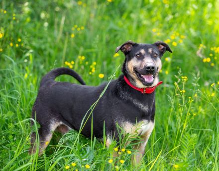 Sean sucht seine begleiter fürs leben