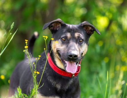 Sean sucht seine begleiter fürs leben