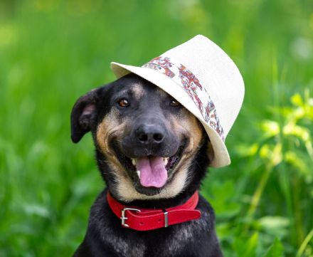 Sean sucht seine begleiter fürs leben