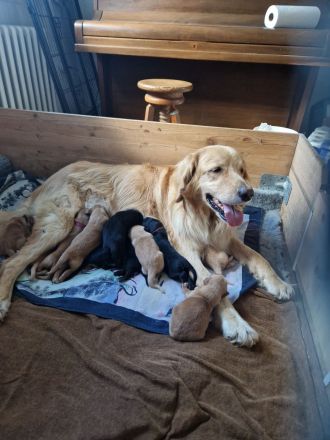 Reinrassige Hovawartwelpen (Rüden, blond)