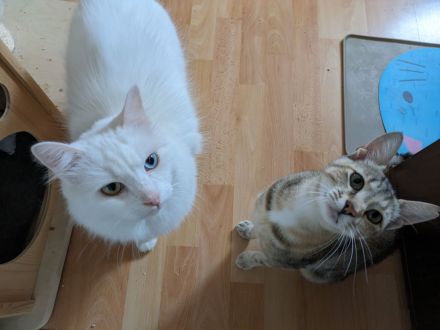 Handicapkater Casper