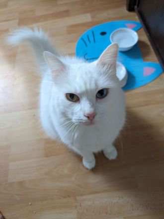Handicapkater Casper
