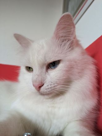 Handicapkater Casper