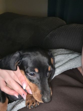 1süßes Mädel Dackel Kurzhaar Standard sucht noch ein zu Hause