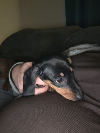 1süßes Mädel Dackel Kurzhaar Standard sucht noch ein zu Hause