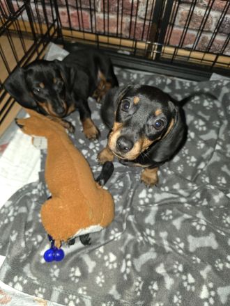 2 süße Mädels Dackel Kurzhaar Standard suchen ein zu Hause