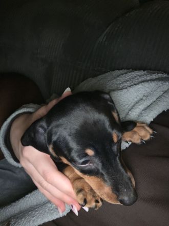 1süßes Mädel Dackel Kurzhaar Standard sucht noch ein zu Hause