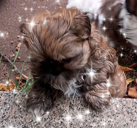 Caramba  o'le unse reinrassige Shih Tzu "Ewok" Maus stellt sich vor!