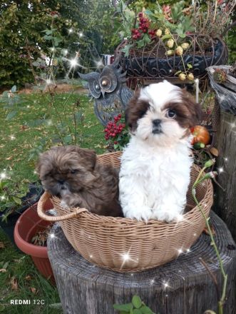 Caramba  o'le unse reinrassige Shih Tzu "Ewok" Maus stellt sich vor!