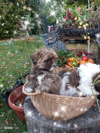 Caramba  o'le unse reinrassige Shih Tzu "Ewok" Maus stellt sich vor!