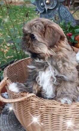 Caramba  o'le unse reinrassige Shih Tzu "Ewok" Maus stellt sich vor!