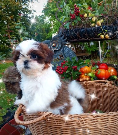Caramba  o'le unse reinrassige Shih Tzu "Ewok" Maus stellt sich vor!