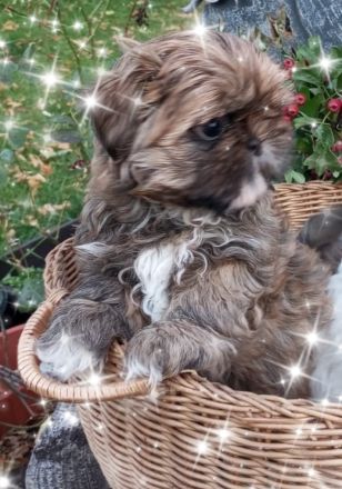 Caramba  o'le unse reinrassige Shih Tzu "Ewok" Maus stellt sich vor!