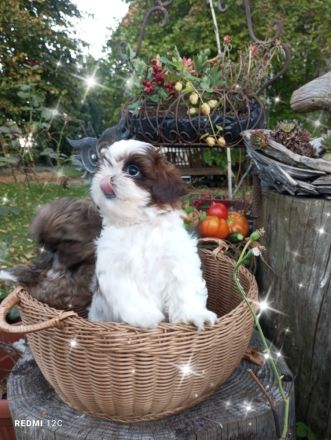 Caramba  o'le unse reinrassige Shih Tzu "Ewok" Maus stellt sich vor!