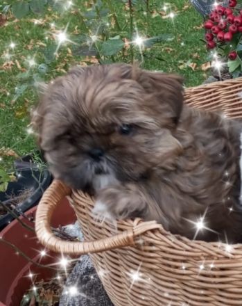 Caramba  o'le unse reinrassige Shih Tzu "Ewok" Maus stellt sich vor!