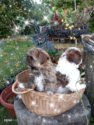 Caramba  o'le unse reinrassige Shih Tzu "Ewok" Maus stellt sich vor!