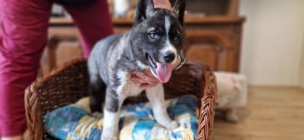 Ein Siberian Husky Welpe