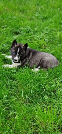 Ein Siberian Husky Welpe