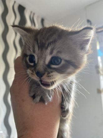 Katzenkind sucht für immer Zuhause