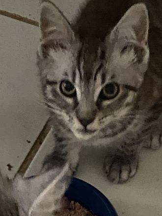 Katzenkind sucht für immer Zuhause