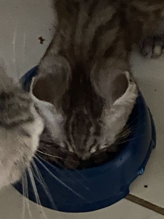 Katzenkind sucht für immer Zuhause