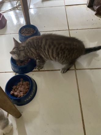 Katzenkind sucht für immer Zuhause