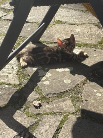 Schnäppchen ‼️500 € 💝Traumkitten wie aus dem Bilderbuch mit Schmusecharakter