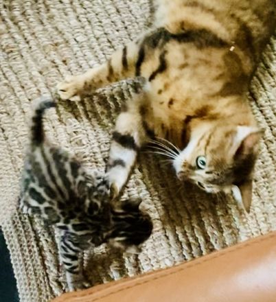 Schnäppchen ‼️500 € 💝Traumkitten wie aus dem Bilderbuch mit Schmusecharakter