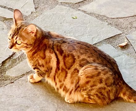 Schnäppchen ‼️500 € 💝Traumkitten wie aus dem Bilderbuch mit Schmusecharakter