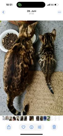 Schnäppchen ‼️500 € 💝Traumkitten wie aus dem Bilderbuch mit Schmusecharakter