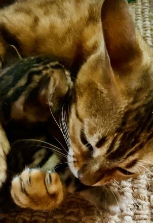 Schnäppchen ‼️500 € 💝Traumkitten wie aus dem Bilderbuch mit Schmusecharakter