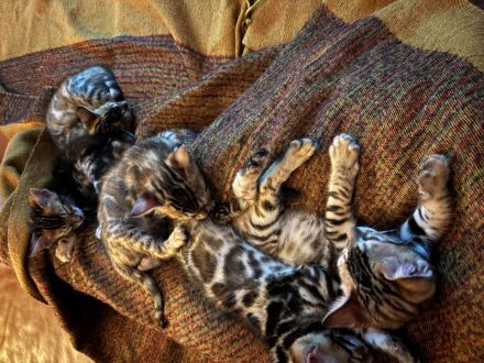 Schnäppchen ‼️500 € 💝Traumkitten wie aus dem Bilderbuch mit Schmusecharakter