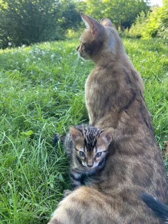 Schnäppchen ‼️500 € 💝Traumkitten wie aus dem Bilderbuch mit Schmusecharakter