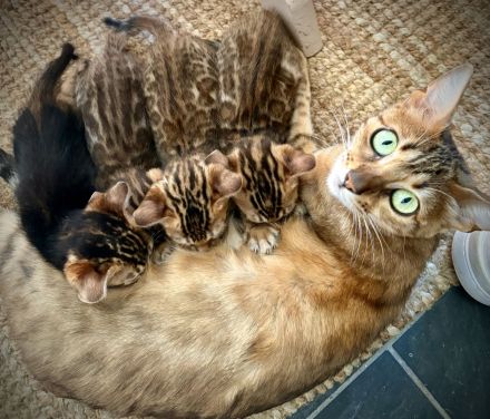 Schnäppchen ‼️500 € 💝Traumkitten wie aus dem Bilderbuch mit Schmusecharakter