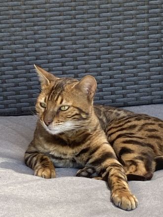 Schnäppchen ‼️500 € 💝Traumkitten wie aus dem Bilderbuch mit Schmusecharakter