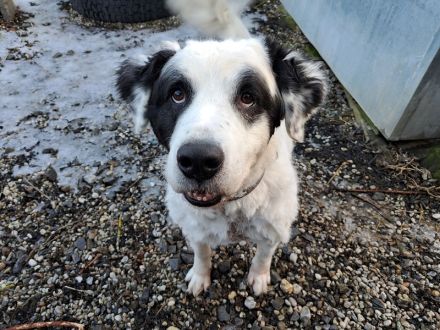 Falco, Ciobanesc Romanesc de Bucovina-Mix, geb. 2019, su. hundeerfahrene Menschen
