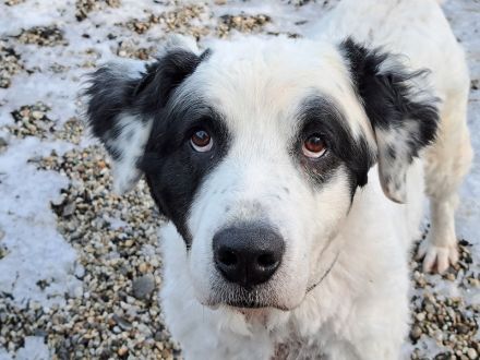 Falco, Ciobanesc Romanesc de Bucovina-Mix, geb. 2019, su. hundeerfahrene Menschen
