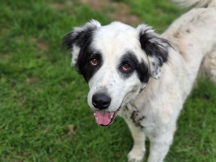 Falco, Ciobanesc Romanesc de Bucovina-Mix, geb. 2019, su. hundeerfahrene Menschen