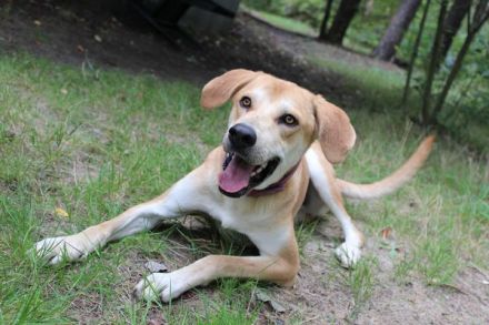 Klaas Knopf, Labrador-Kangal-Mix, geb. 2024