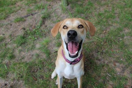 Klaas Knopf, Labrador-Kangal-Mix, geb. 2024