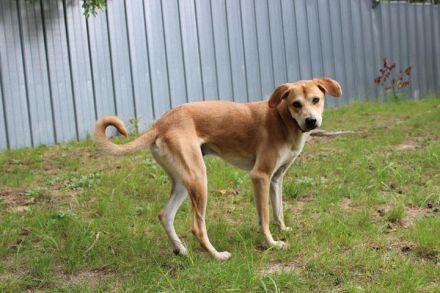 Klaas Knopf, Labrador-Kangal-Mix, geb. 2024