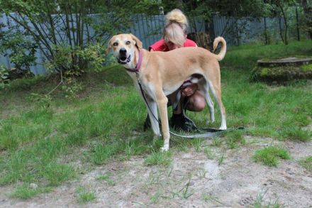 Klaas Knopf, Labrador-Kangal-Mix, geb. 2024
