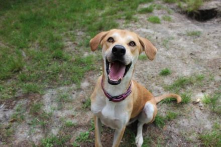 Klaas Knopf, Labrador-Kangal-Mix, geb. 2024
