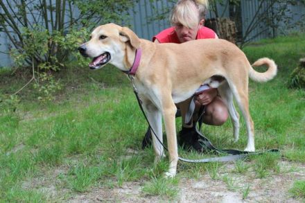Klaas Knopf, Labrador-Kangal-Mix, geb. 2024