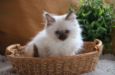 Heilige Birma Kitten